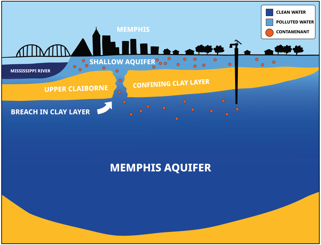 Natural 'breaches' in the aquifer's protective clay layer allow contaminated shallow water to seep into the pure ancient water. A 2023 study confirmed that there were six natural "breaches" in the protective layer of clay over the aquifer and identified 36 other suspected breaches. (Protect Our Aquifer)